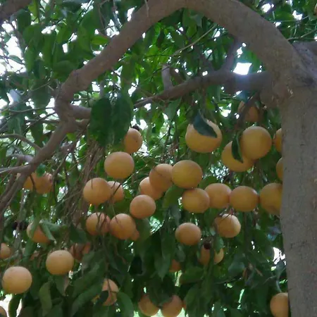 Little Paradise Sotira (Famagusta)