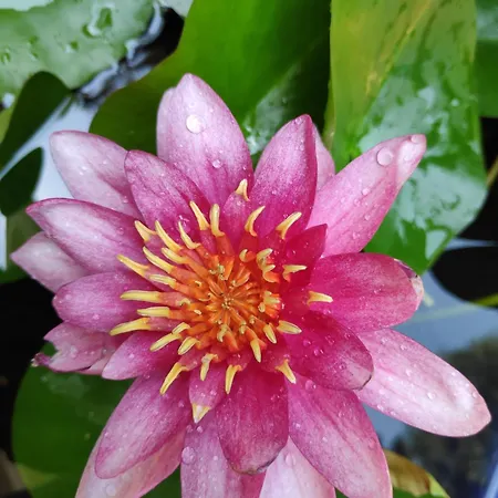 Semesterbostad Little Paradise *