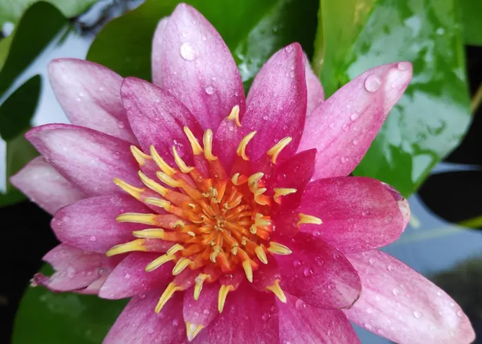 펜션 Little Paradise *