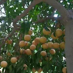 Little Paradise Sotira