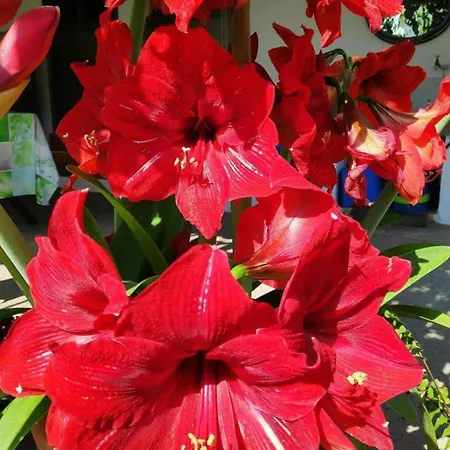 Little Paradise Tatil Evi