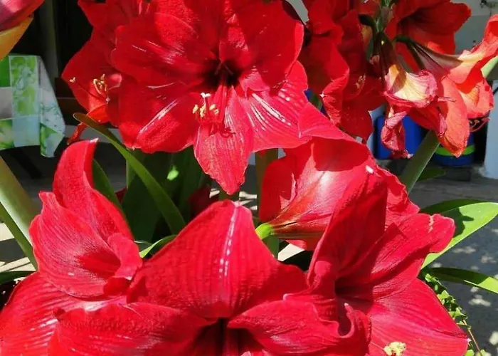 Little Paradise Prázdninový dům