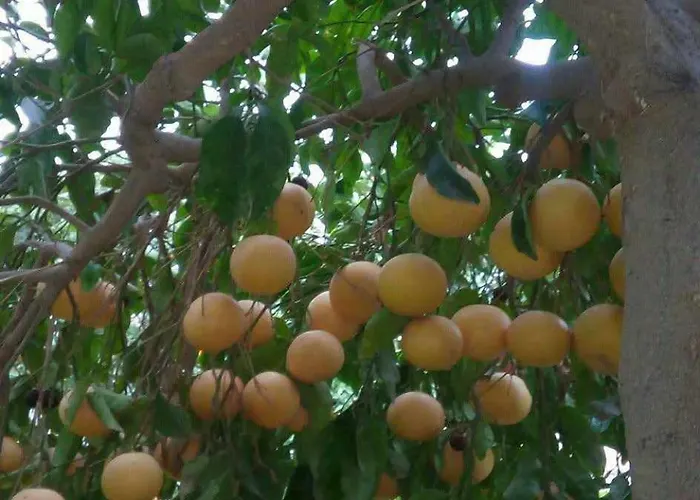 Little Paradise Sotira (Famagusta)