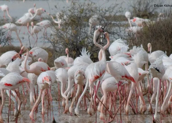 Little Paradise Sotira